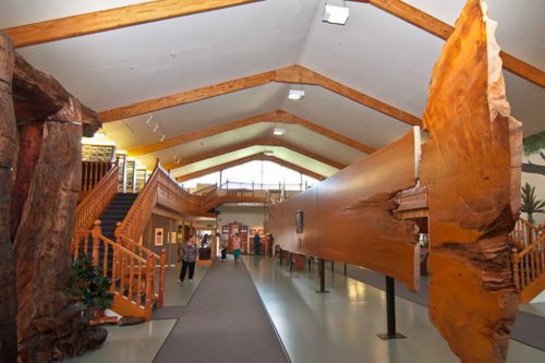 Kauri Museum